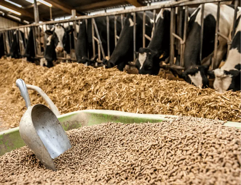 chứng nhận hợp quy thức ăn chăn nuôi