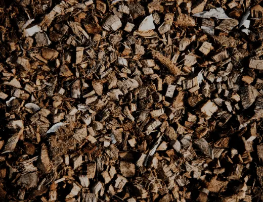 Giám định dăm gỗ