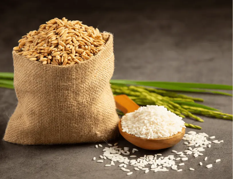 Kiểm Nghiệm Chất Lượng Gạo